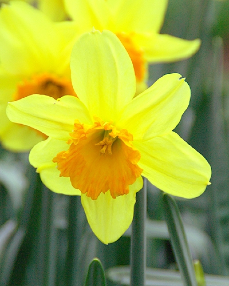 narcissoorten - bloembollen - kleurrijke lentebloeier - geel oranje